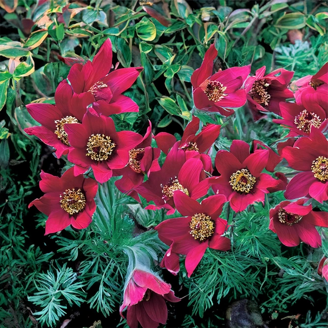Pulsatilla vulgaris 'Pin Dark Red' (Pot Size 2L) Pin Dark Red Pasque Flower