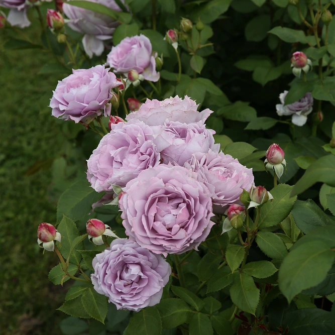 Rosa 'Novalis' Floribunda (Pot Size 4.5L) Rose Shrub - image 2