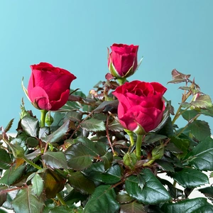 Rosa 'Patio Hit Red' (Pot Size 13cm) Patio Rose - image 1