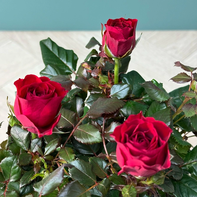 Rosa 'Patio Hit Red' (Pot Size 13cm) Patio Rose - image 3