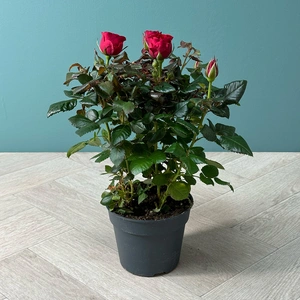 Rosa 'Patio Hit Red' (Pot Size 13cm) Patio Rose - image 2
