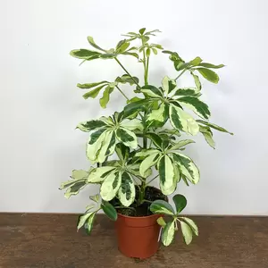 Schefflera arboricola 'Charlotte' (Pot Size 13cm) - image 3