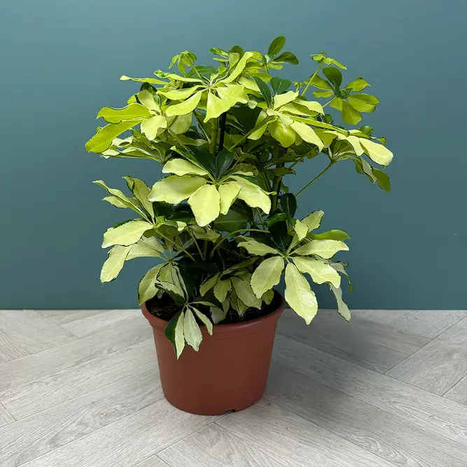 Schefflera arboricola 'Melanie' (Pot Size 21cm) - image 1