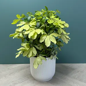 Schefflera arboricola 'Melanie' (Pot Size 21cm) - image 3