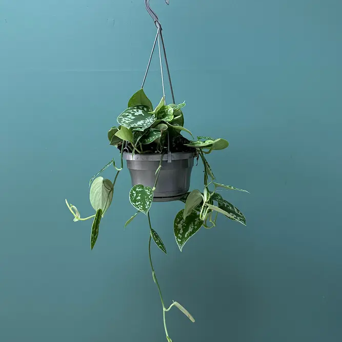 Scindapsus pictus Hanging Plant - Satin Pothos - image 2