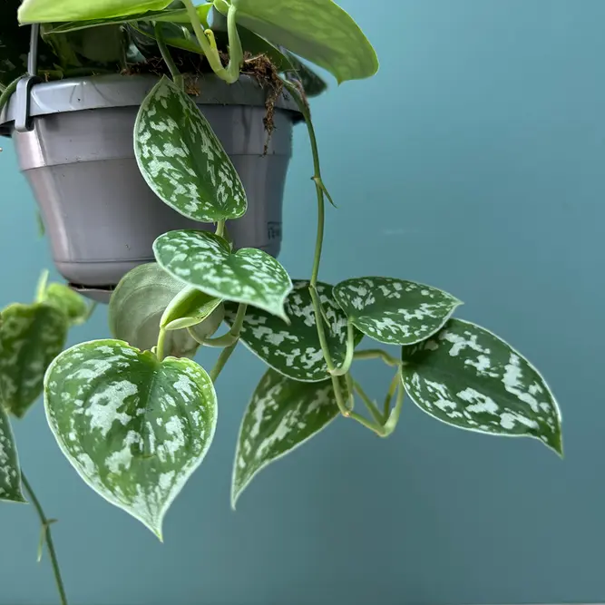 Scindapsus pictus Hanging Plant - Satin Pothos - image 5