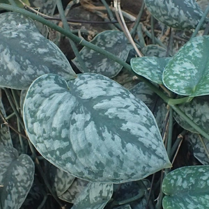 Scindapsus pictus (Pot Size 14cm) Satin Pothos - image 1