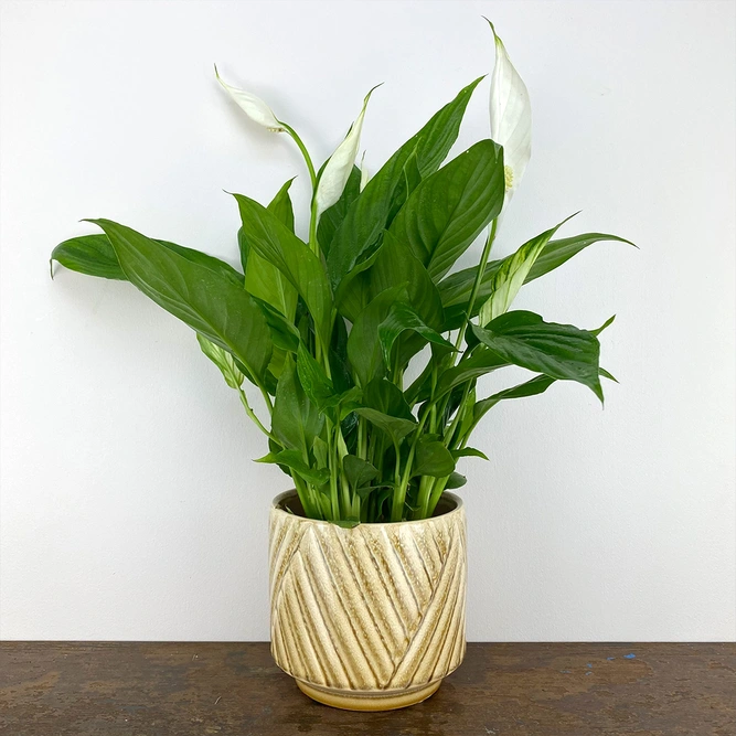 Spathiphyllum (12cm) Peace lily - image 4