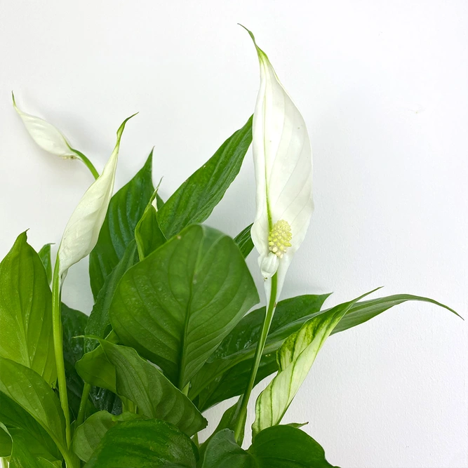 Spathiphyllum (12cm) Peace lily - image 2