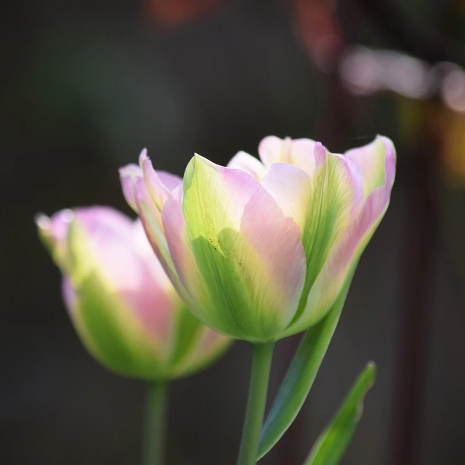 Tulip viridiflora 'Greenland' available at Boma Garden Centre Image by Mark