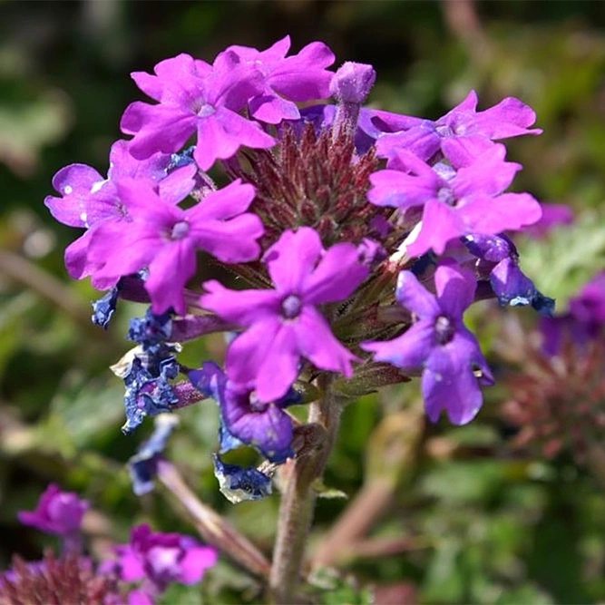 Verbena 'Homestead Purple' available at Boma Garden Centre Photo by David J. Stang