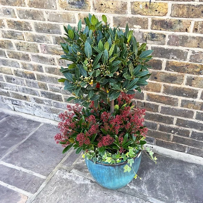 Aqua Glazed Terracotta Planter, Lollipop Bay Tree