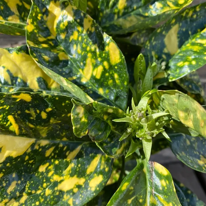 Aucuba 'Mr GoldStrike'