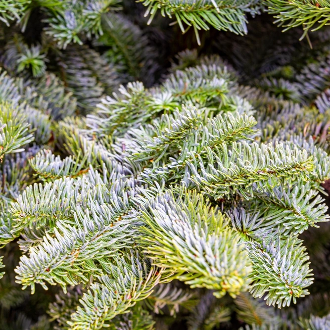 best christmas tree types for your home