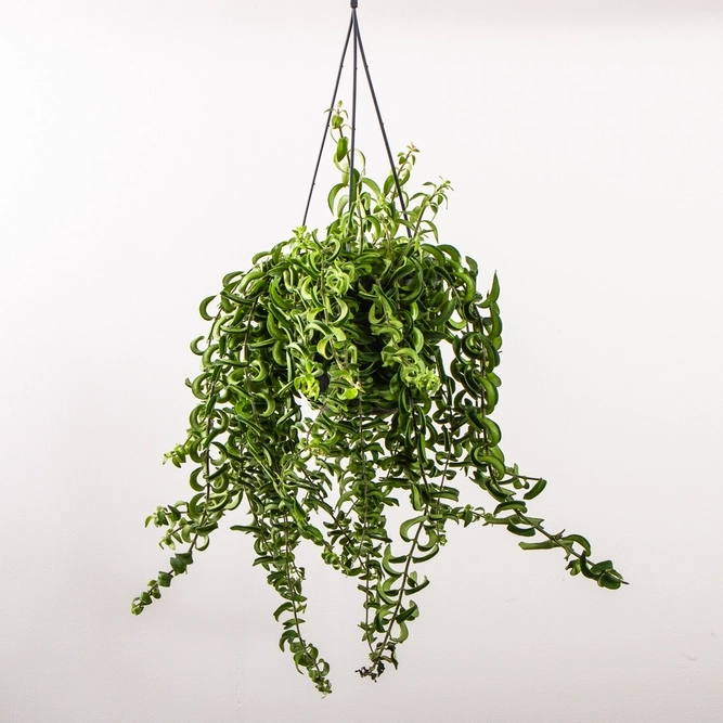 bomas hanging plant
