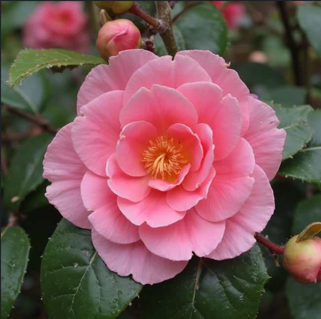 bright pink camelia flower
