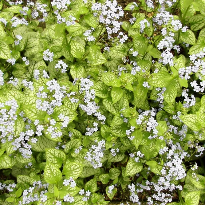 Brunnera