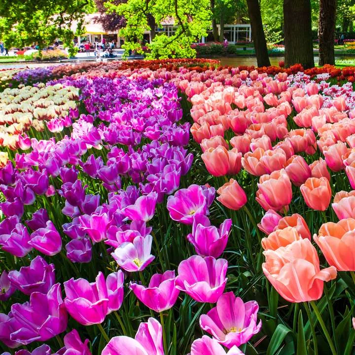 colourful flowering field