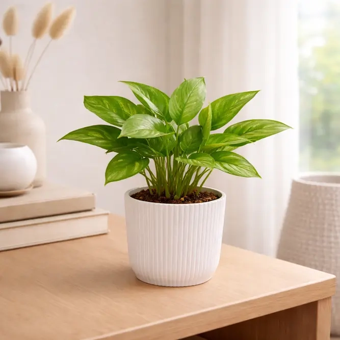 English ivy and trailing pothos