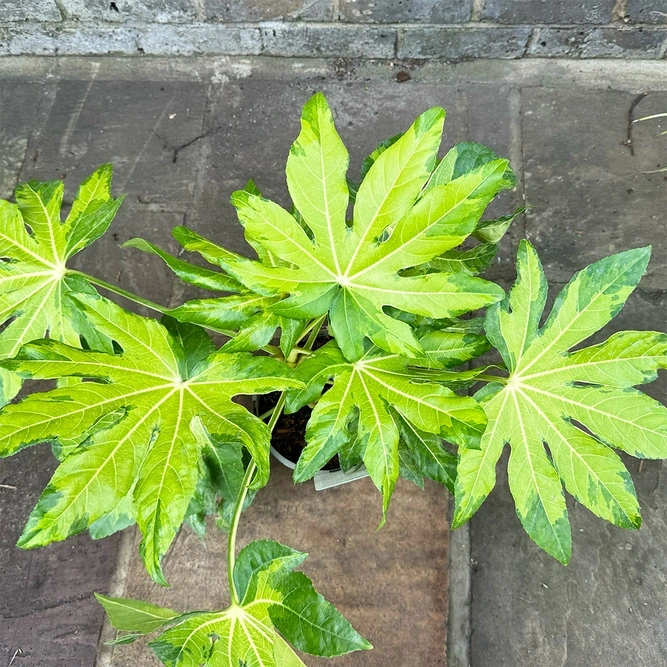 fatsia 'camouflage'