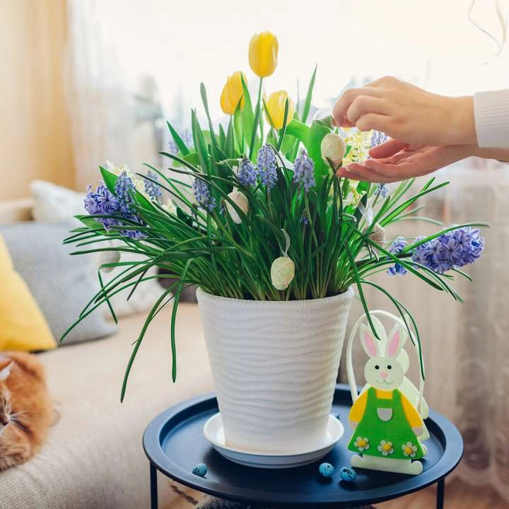 flowering indoor plant in a pot