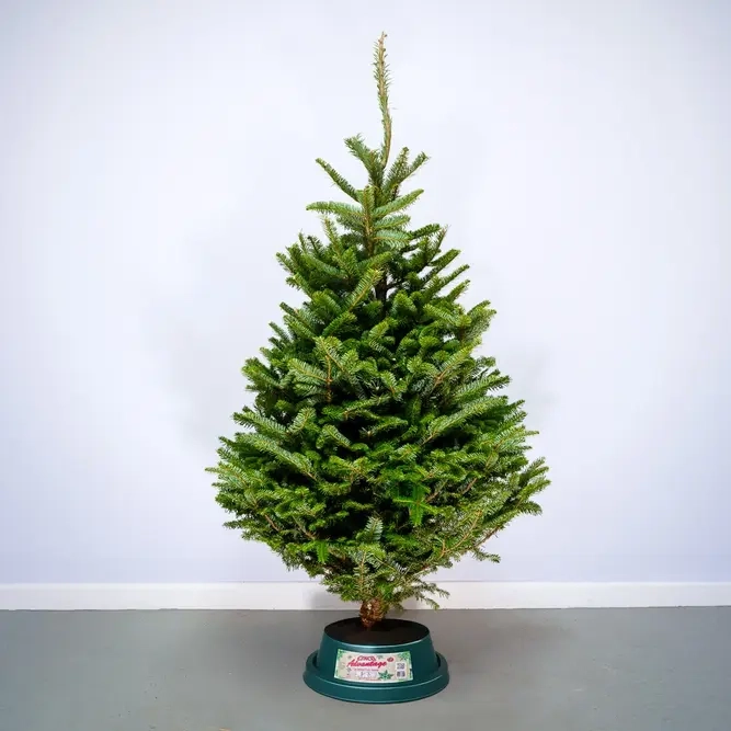 fresh cut fraser fir christmas tree