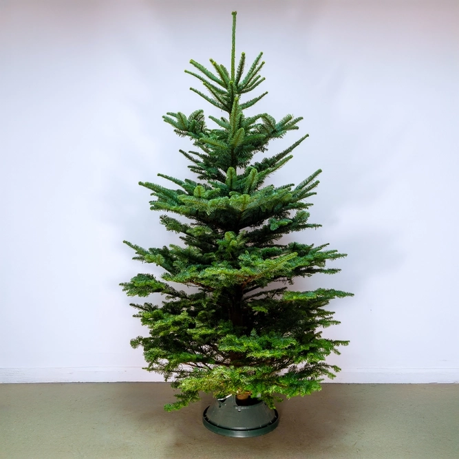 fresh cut noble fir christmas tree