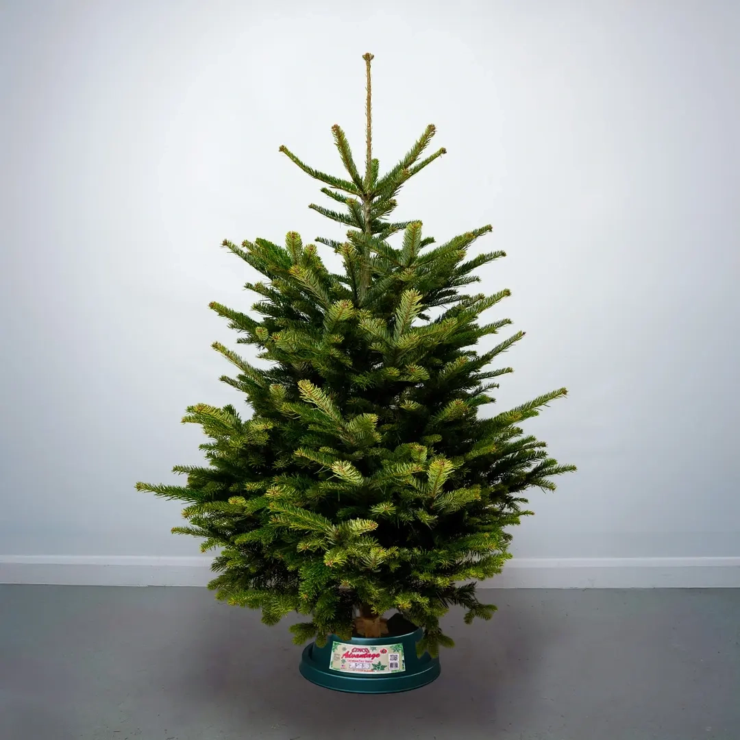 fresh cut nordmann fir christmas tree