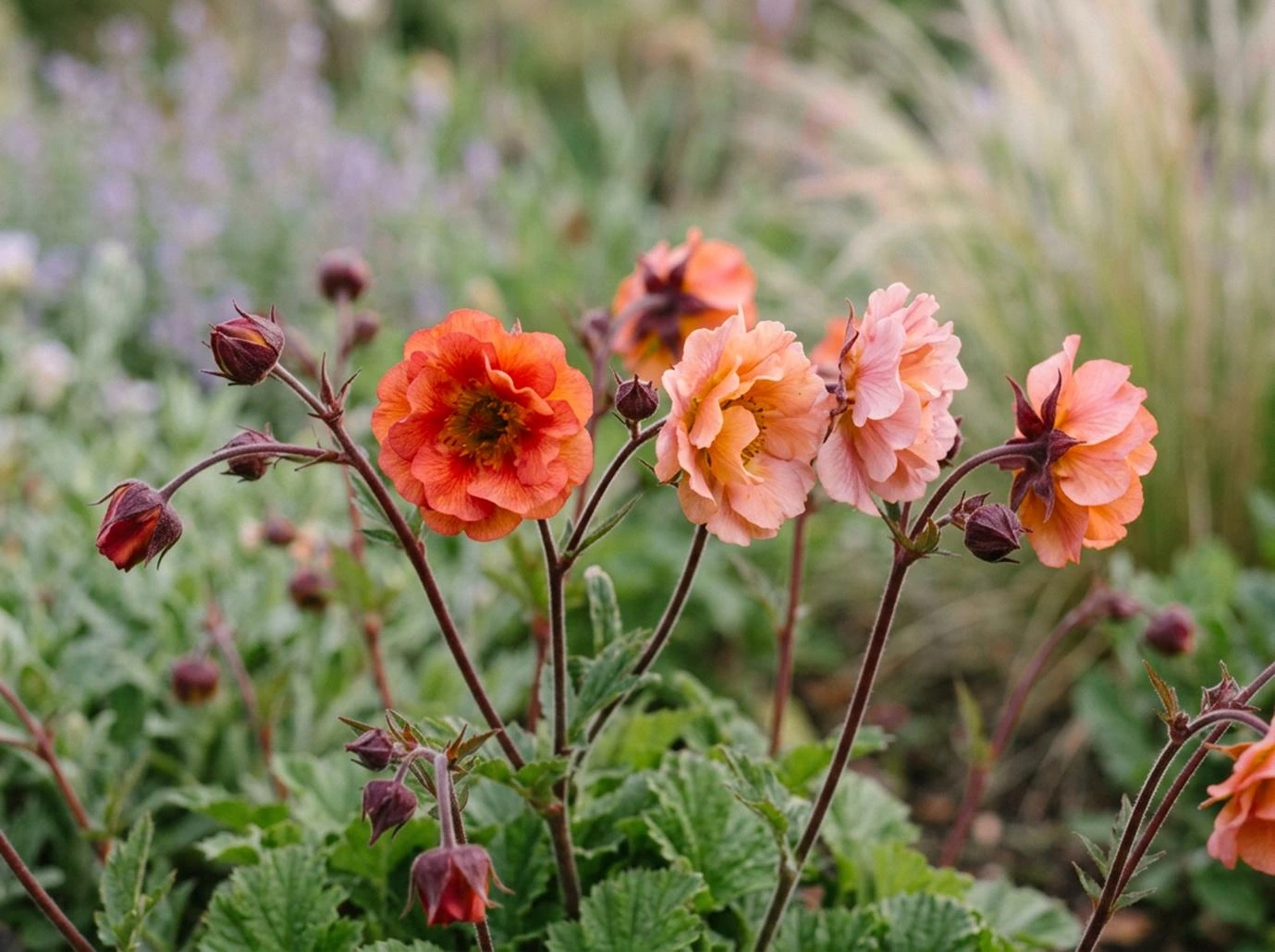 Geum 'Mai Tai'