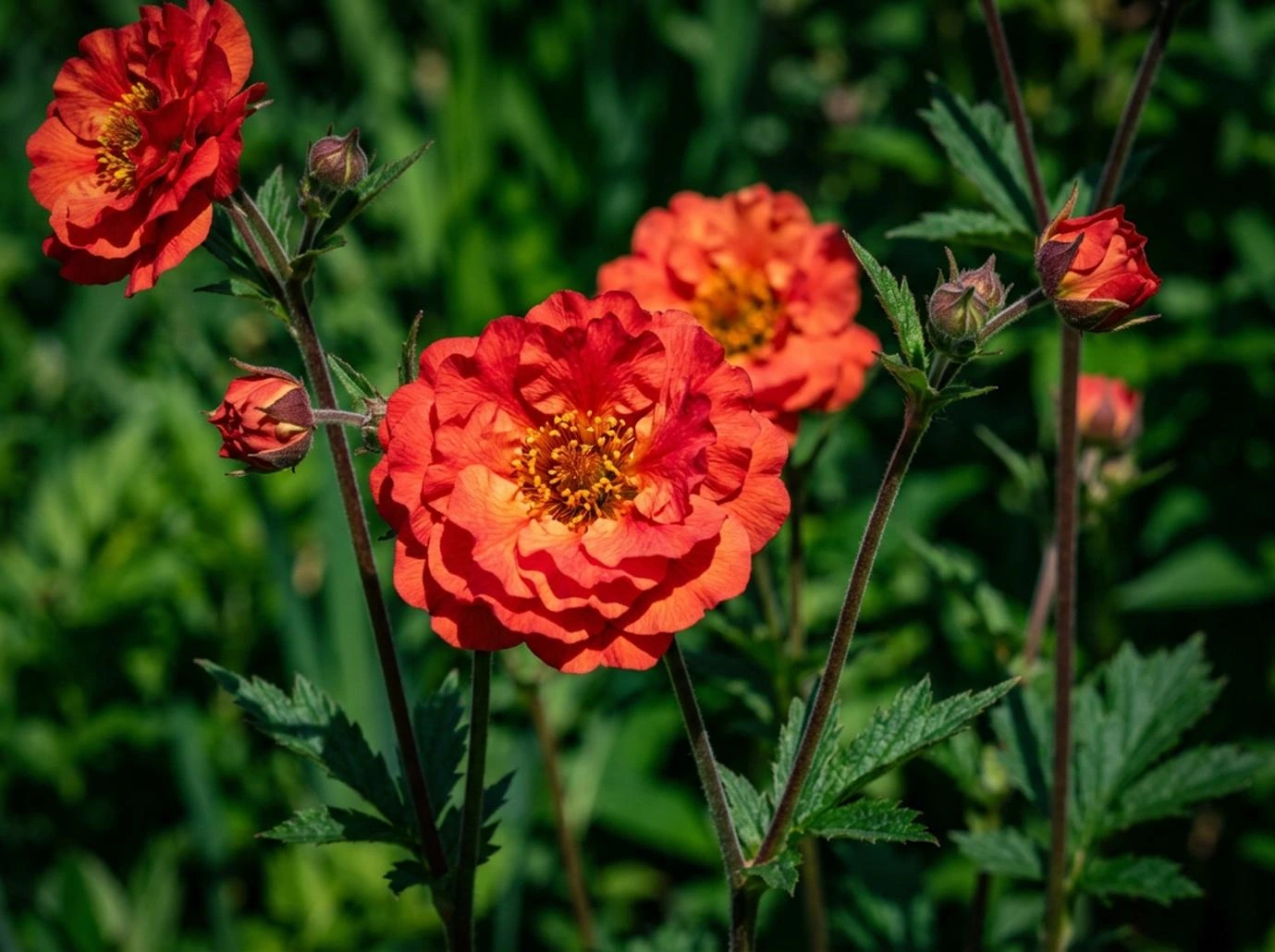 Geum 'Scarlet Tempest'