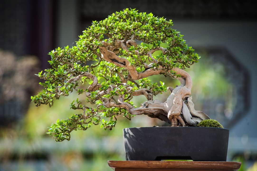 harland boxwood bonsai