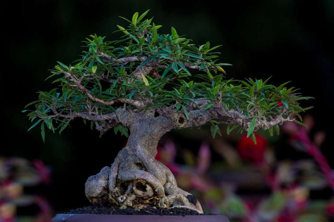 juniper bonsai