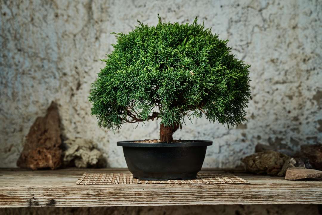 juniperus procumbens nana bonsai