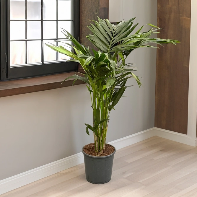large indoor plant