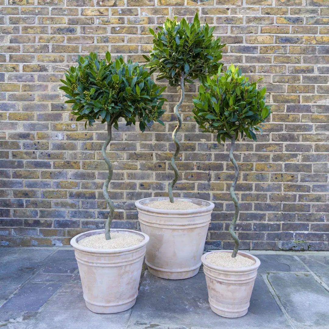 Laurus nobilis - 1/4 Std Spiral Stem (Foliage Diameter D35-40cm)