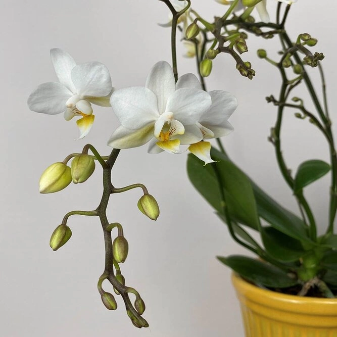 Liberty White orchid