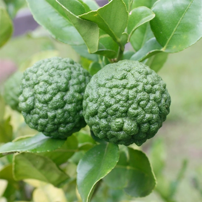 limes on a tree