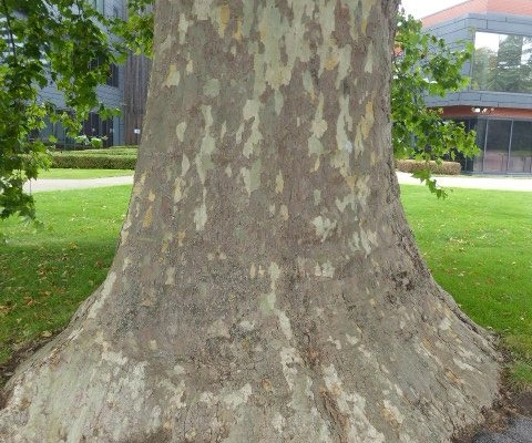 London plane distinctive peeling bark