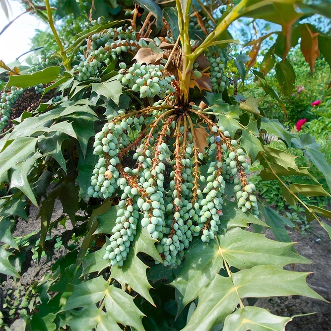 Mahonia media 'Charity' (3L) Oregon Grape
