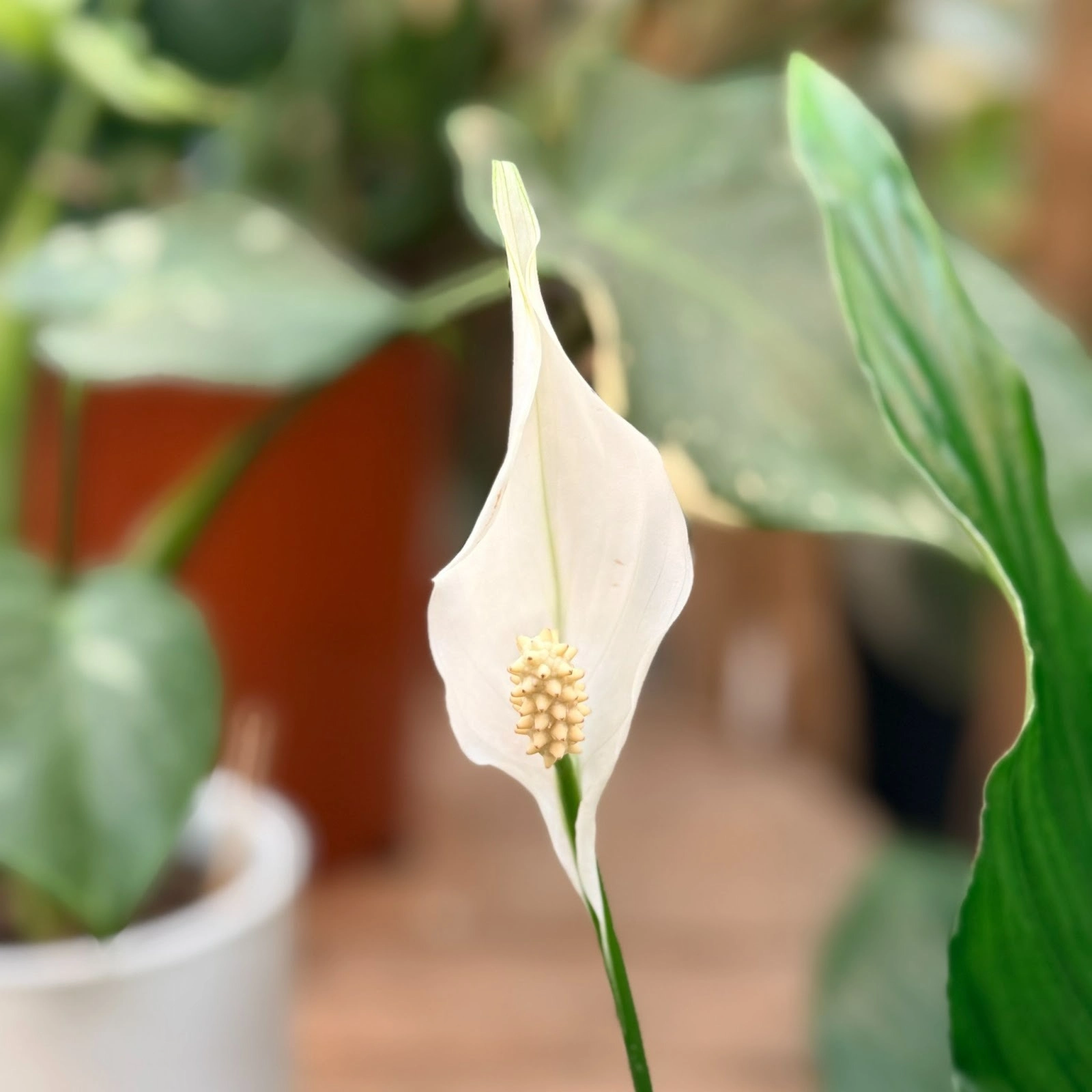 peace lily flower