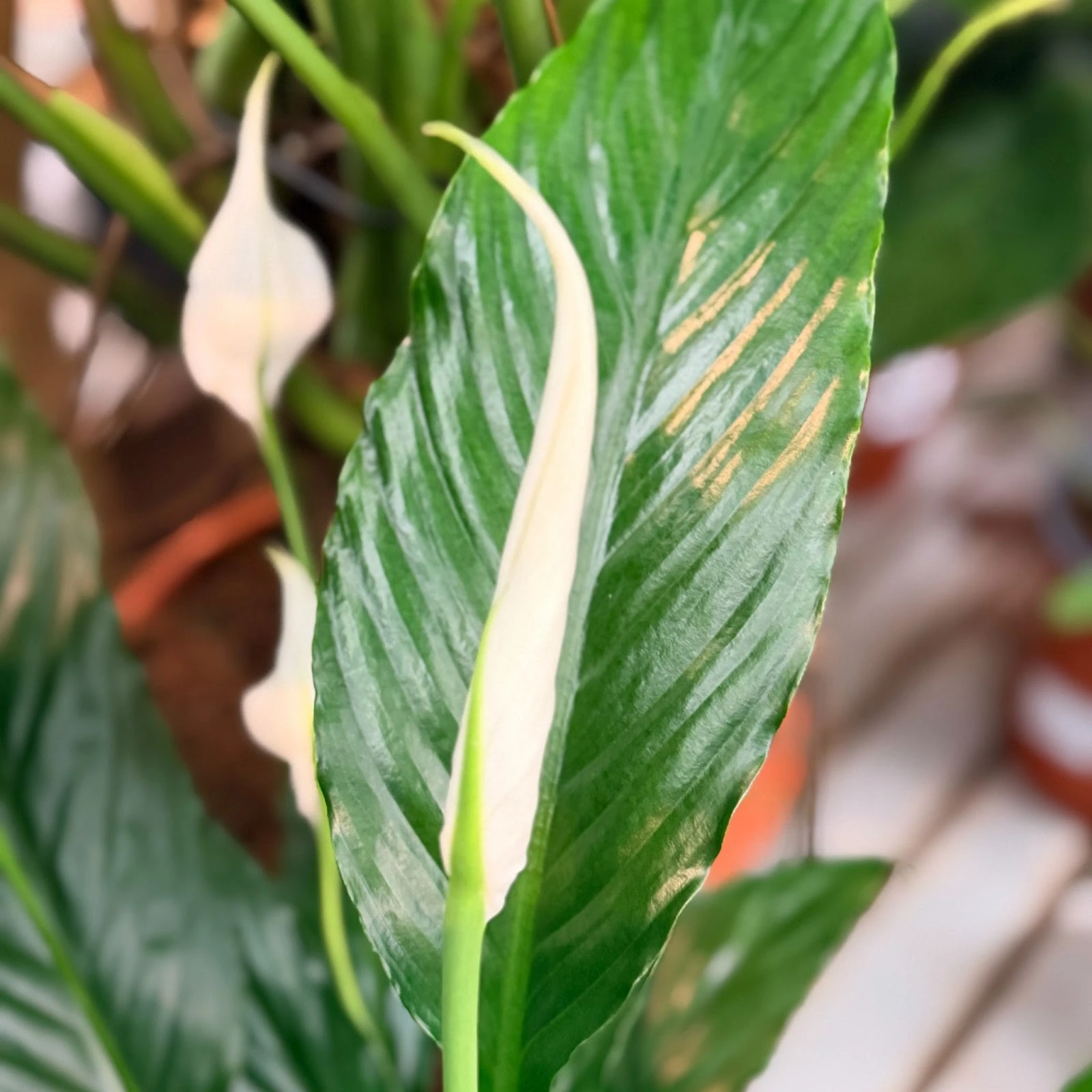 peace lily leaves