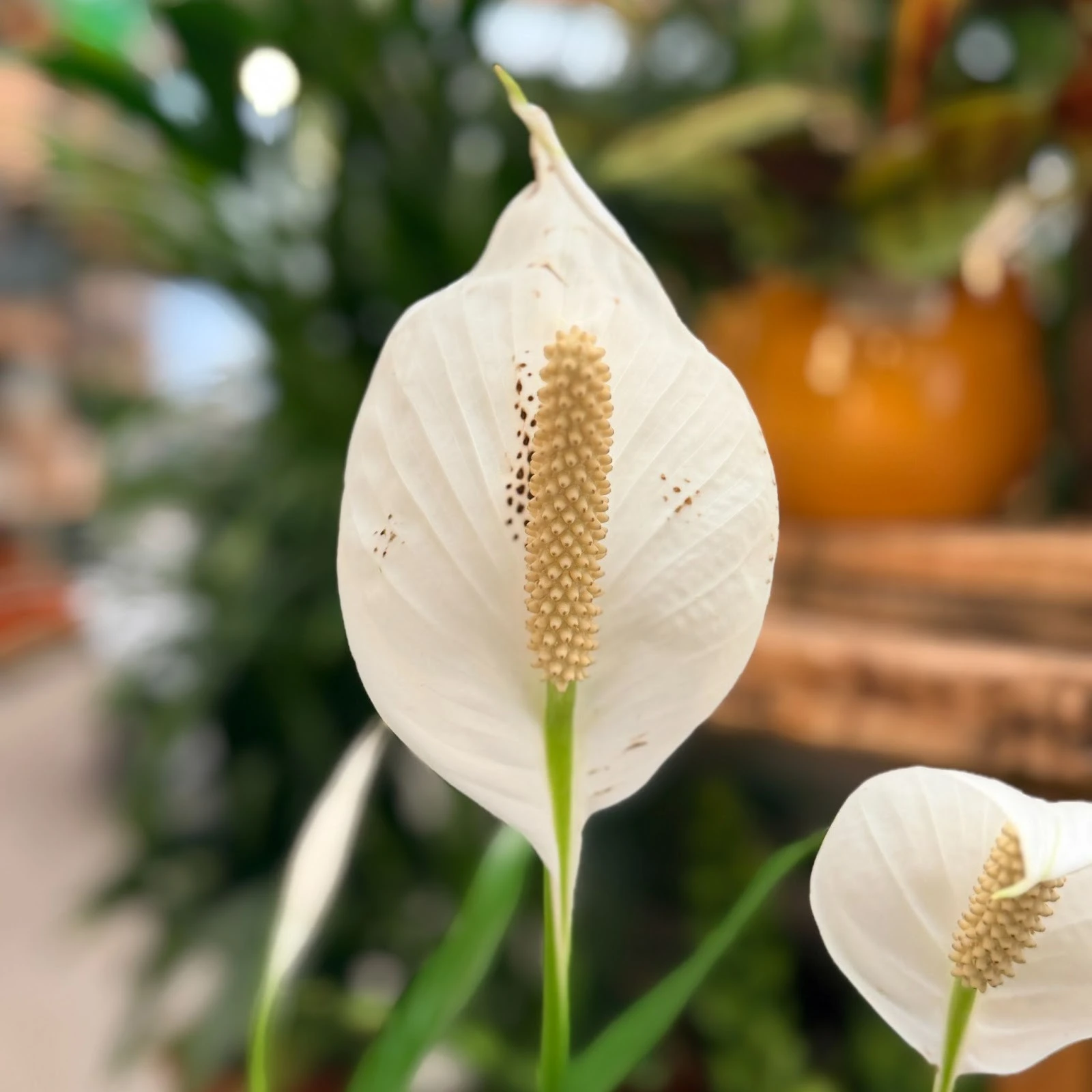 peace lily white flower