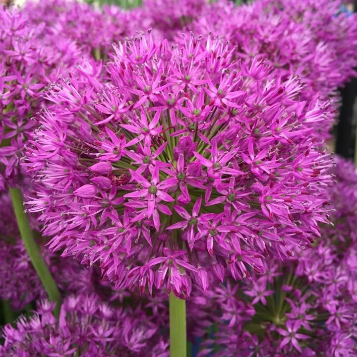 pink september plant boma
