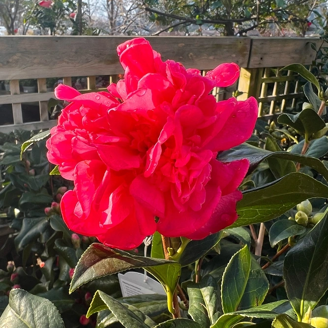 pink camellia flower