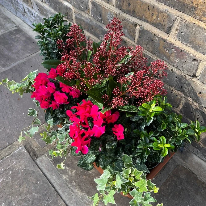 poinsettia in winter