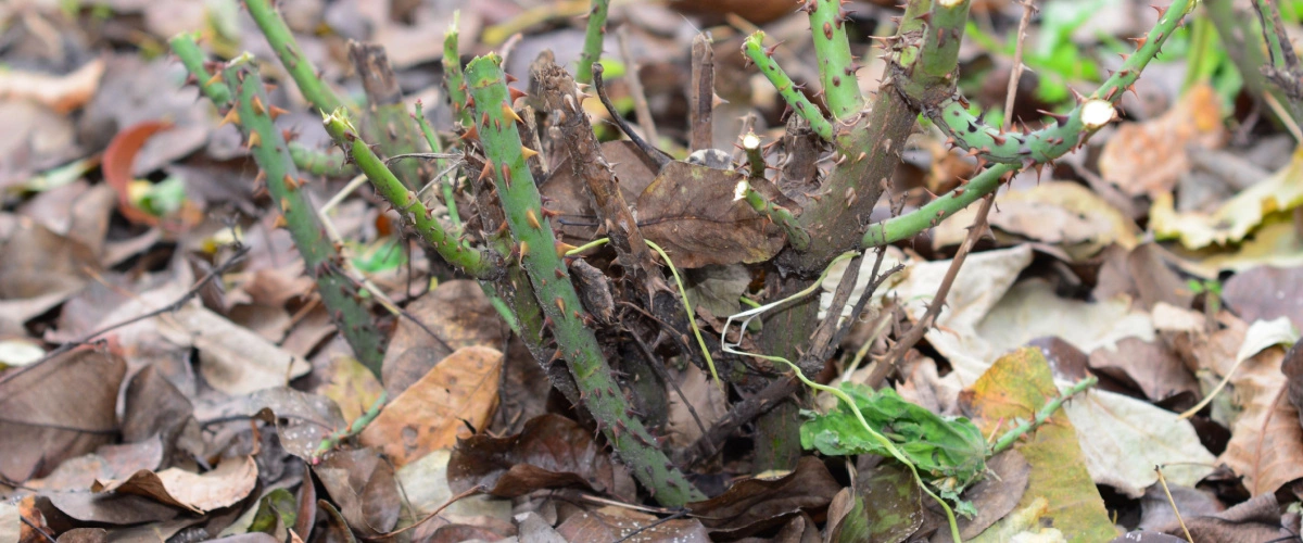 pruned plant in garden
