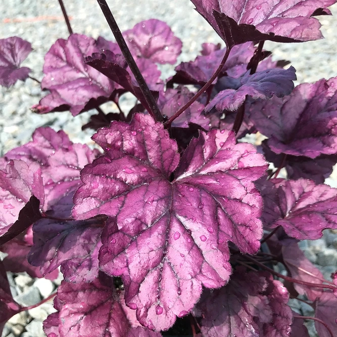 purple heuchera leaves