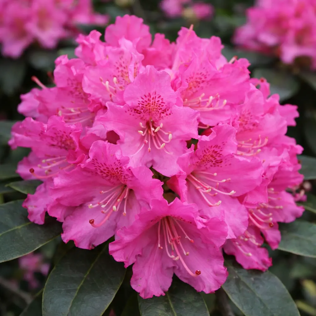 rhododendrons