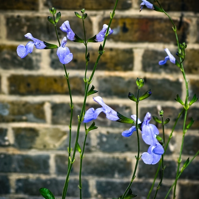 Salvia microphylla ‘Delice Aquamarine’