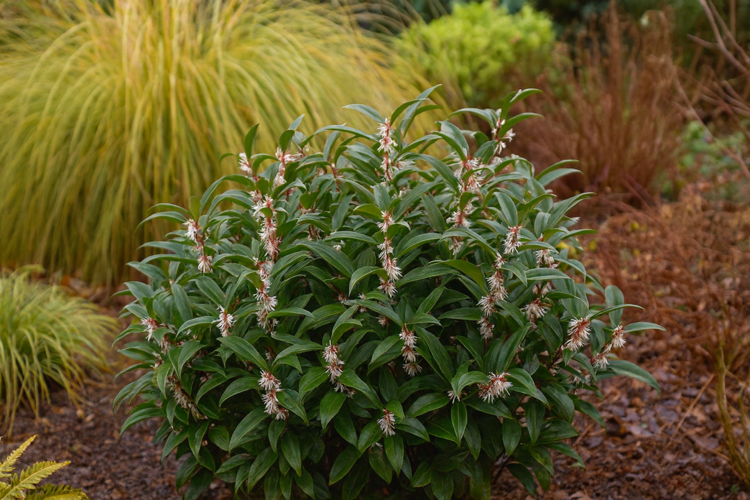 sarcococca hokeriana in a garden